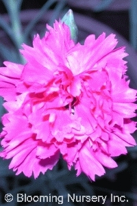 Dianthus 'Cheyenne'